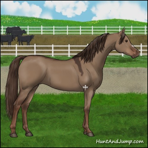 Horse Color:Liver Red Dun 