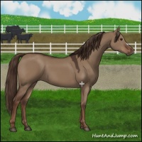 Horse Color:Liver Red Dun 