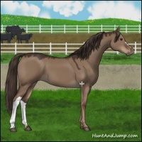 Horse Color:Liver Red Dun 