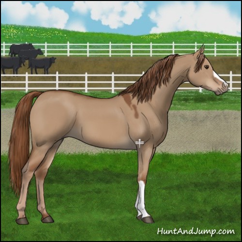 Horse Color:Red Dun 