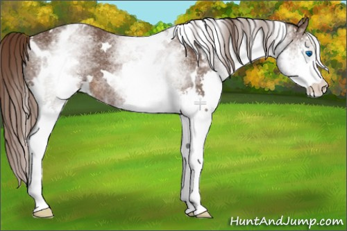 Horse Color:White Spotted Liver Chestnut Splash 