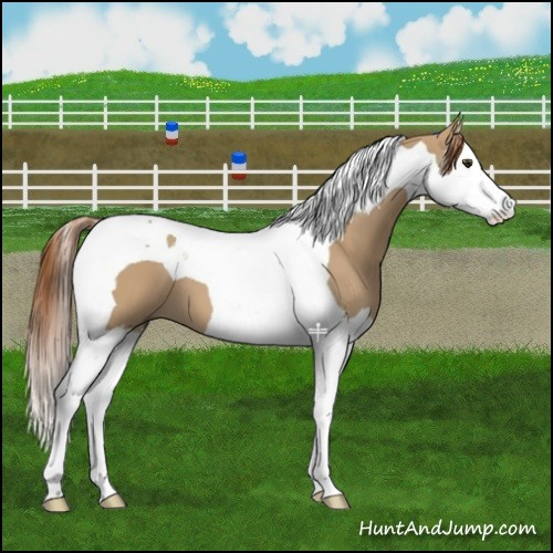 Horse Color:Red Dun Splash Tobiano 