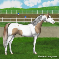 Horse Color:Red Dun Splash Tobiano 