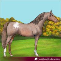Horse Color:Chestnut Appaloosa 