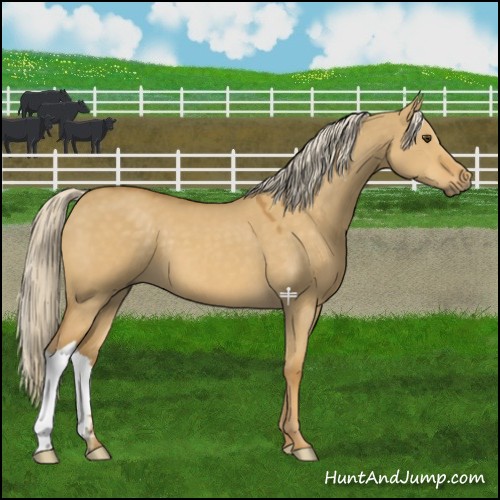 Horse Color:Palomino Dun
