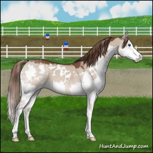 Horse Color:White Spotted Liver Red Dun Sabino Splash 