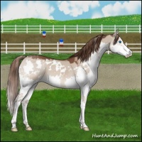 Horse Color:White Spotted Liver Red Dun Sabino Splash