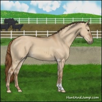 Horse Color:Red Dun 