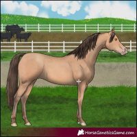 Horse Color:Amber Champagne 