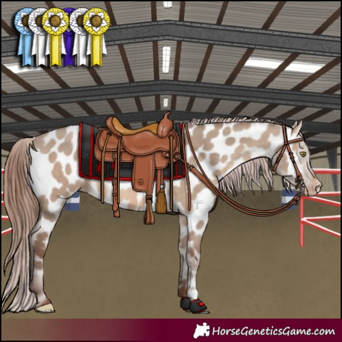 Horse Color:Sable Champagne Dun Appaloosa 