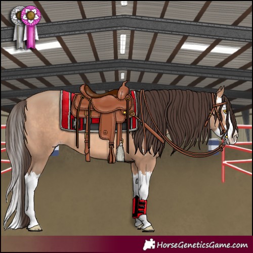 Horse Color:Amber Champagne Splash 