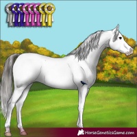 Horse Color:Black Snowcap 