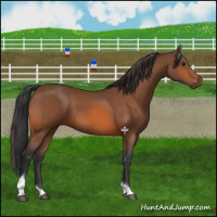 Horse Color:Bay Tobiano 