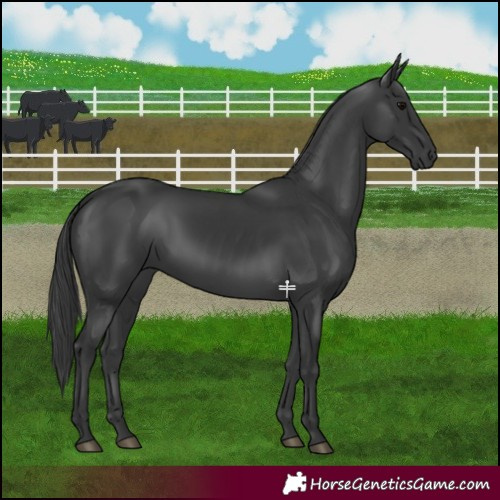 Horse Color:Black 
