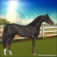Horse Color:Liver Chestnut Rabicano