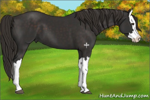 Horse Color:Liver Chestnut Splash 