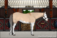 Horse Color:Bay Dun Splash 