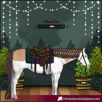 Horse Color:Bay Dun Splash Rabicano 