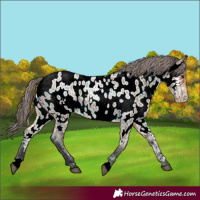 Horse Color:Bay Roan Appaloosa 
