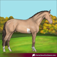 Horse Color:Amber Champagne Tobiano 