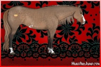 Horse Color:Liver Red Dun Sabino 