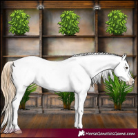 Horse Color:Red Dun Leopard  and Gold Champagne Dun Leopard 