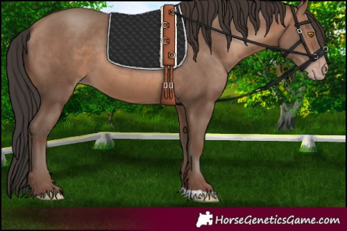 Horse Color:Sable Champagne 