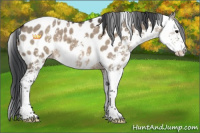 Horse Color:Brown Dun Sabino Appaloosa 