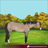 Horse Color:Brown Dun Sabino