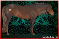 Horse Color:Liver Chestnut Sabino 