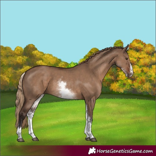 Horse Color:White Spotted Liver Red Dun Sabino