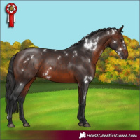 Horse Color:White Spotted Brown Rabicano 