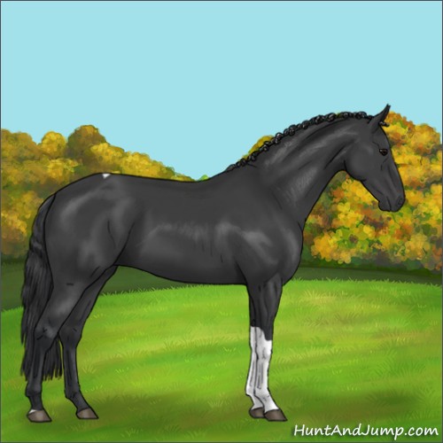 Horse Color:Black Tobiano 