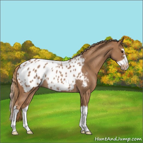 Horse Color:Red Roan Splash Frame Appaloosa Rabicano