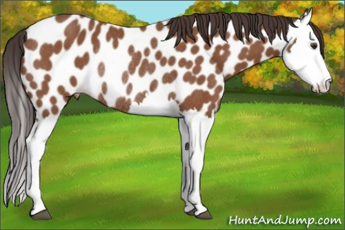 Horse Color:Bay Splash Near Leopard Rabicano 