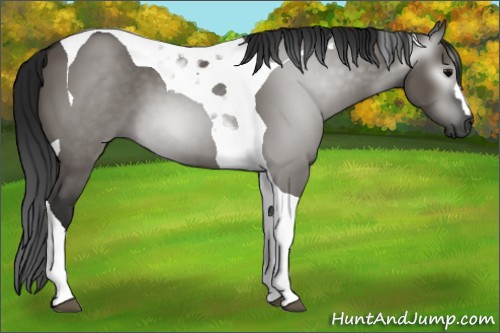 Horse Color:Gray Grullo Tobiano