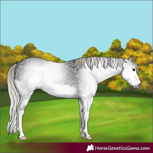 Horse Color:Gray White Spotted Silver Brown Splash 