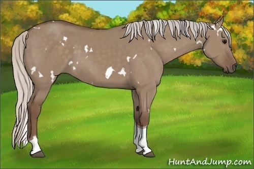Horse Color:White Spotted Silver Grullo Tobiano 