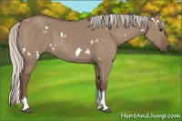 Horse Color:White Spotted Silver Grullo Tobiano 