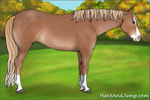 Horse Color:Chestnut Splash