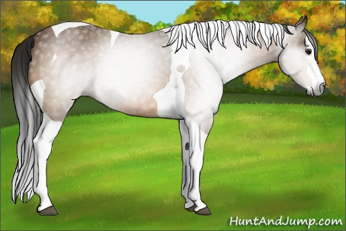 Horse Color:Gray Buckskin Splash Tobiano 
