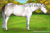 Horse Color:Gray Buckskin Splash Tobiano