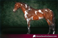 Horse Color:White Spotted Bay 