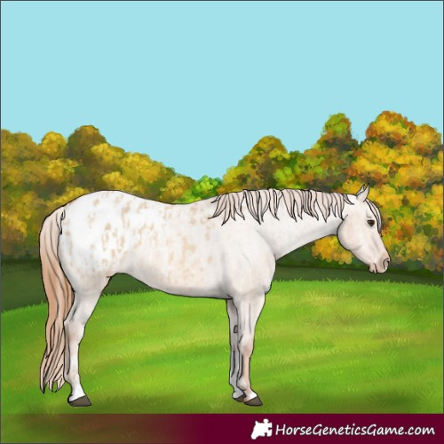 Horse Color:Red Dun Appaloosa  and Red Dun Appaloosa 