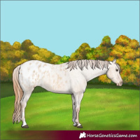 Horse Color:Red Dun Appaloosa  and Red Dun Appaloosa 