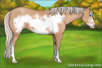 Horse Color:Silver Amber Champagne Frame