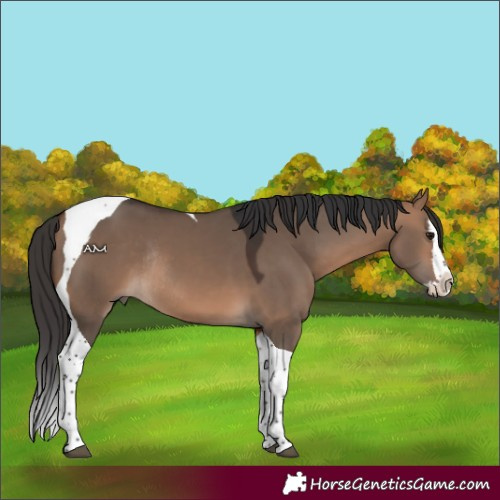 Horse Color:Bay Dun Splash Tobiano Rabicano 
