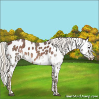 Horse Color:Silver Buckskin Roan Appaloosa  and Silver Brown Roan Splash Appaloosa 
