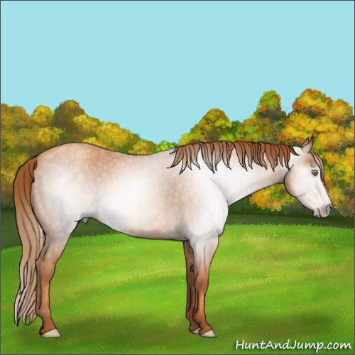 Horse Color:Gray Gold Champagne Roan 