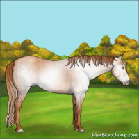 Horse Color:Gray Gold Champagne Roan